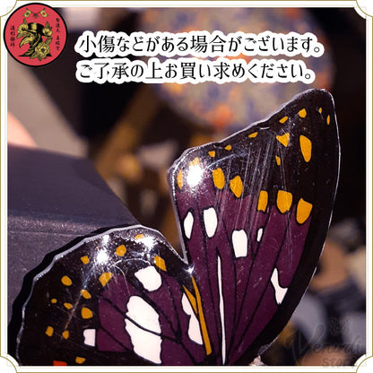 蝶ノ宴・大正浪漫ポニーフック：大紫、紋白、青条